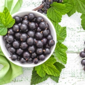 Black Currant -Tpa-