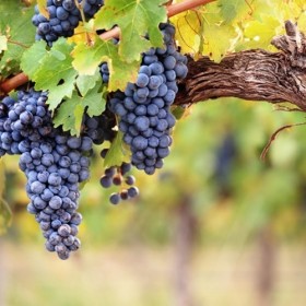Grape Candy -TPA-